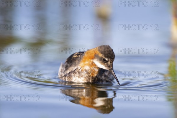 An Odin's chicken (Phalaropus lobatus) swimming among green plants in the water, in a calm natural