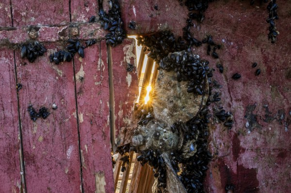 Decaying wood from a rowing system with red paint through which sunlight shines, surrounded by a