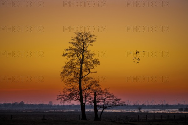 A single tree of black alder (Alnus glutinosa) stands against an orange sunset sky while geese fly