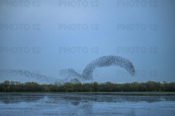A flock of starlings (Sturnus vulgaris) flies in a curved formation over a calm lake at dusk,