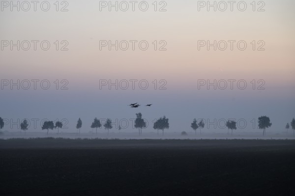 Picturesque landscape at sunset with trees in fog and birds in the sky, Dümmer nature park Park,