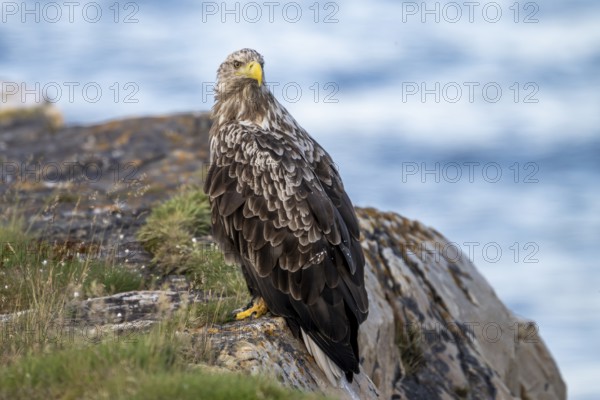 A white-tailed eagle (Haliaeetus albicilla) perched majestically on a rock overlooking the sea,