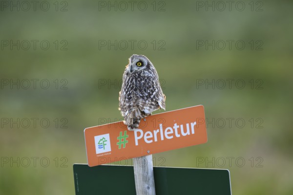 Short-eared Owl (Asio flammeus) on a tourist sign in front of a blurred green background, Kiberg,