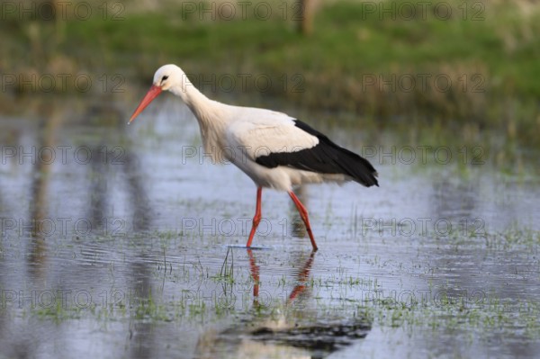 A white stork (Ciconia ciconia) stands in shallow water in a meadow, surrounded by a spring-like