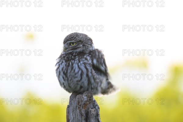 Little owl (Athene noctua) with fluffed up plumage in the evening on an old willow pole with a