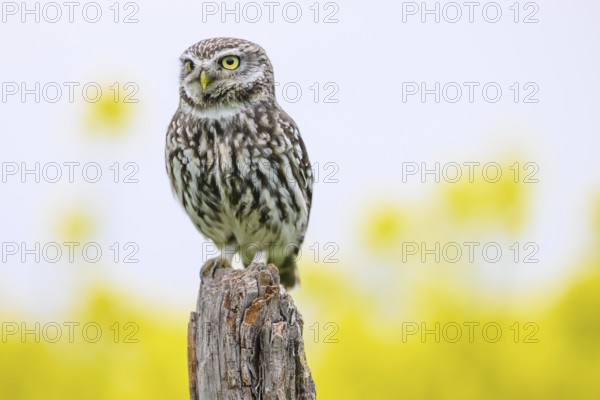 Little owl (Athene noctua) sitting upright and focussed on a branch in front of a light background