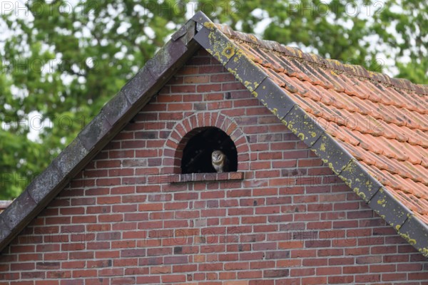 A barn owl (Tyto alba) looks out of a small window Uhlenflucht in a brick building, surrounded by