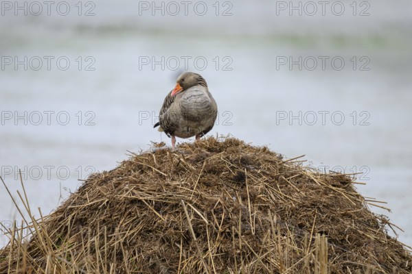 A grey goose (Anser anser) stands on its raised nest on a Bisamburg, Ochsenmoor, Dümmer nature park