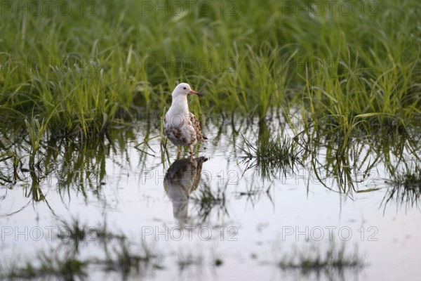 A ruff (Calidris pugnax, Syn.: Philomachus pugnax) stands in the water and is reflected in a