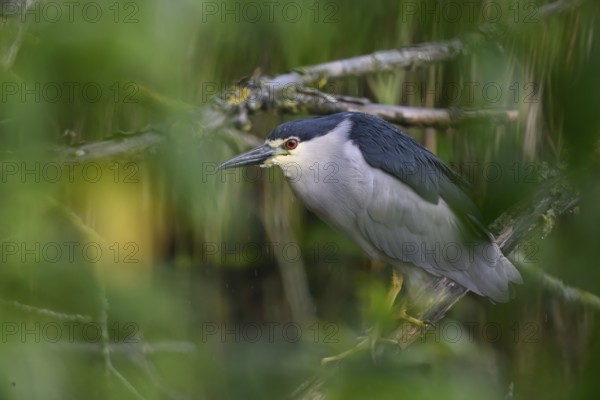 Night heron (Nycticorax nycticorax) hiding in a willow bush, Dümmer nature park Park, Lower Saxony,