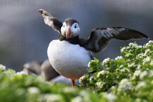A puffin (Fratercula arctica) stands with outstretched wings on a green meadow with flowers in the