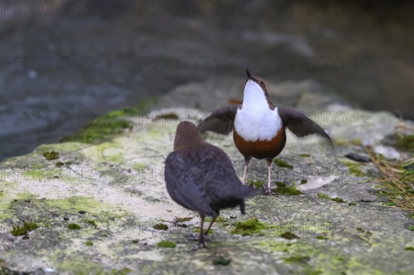 Two dippers (Cinclus cinclus) balancing on a rock in the river, one bird has spread its wings, East
