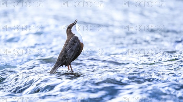 A dipper (Cinclus cinclus) stands singing in the flowing water and looks upwards, surrounded by