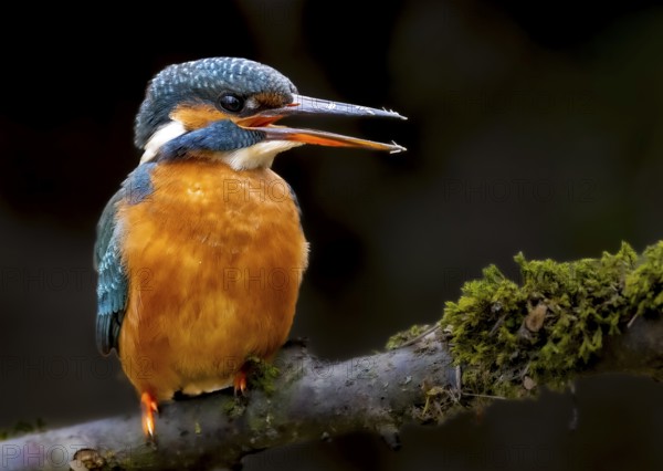 A female kingfisher (Alcedo atthis) sitting on a mossy branch, Langenberg, North Rhine-Westphalia,