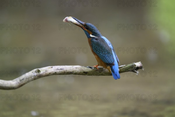 A kingfisher (Alcedo atthis) sitting on a branch above the water with a caught fish in its beak,