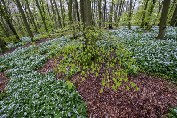 Wild garlic blossom (Allium ursinum) on the forest floor in a beech forest (Fagus sylvatica) in the