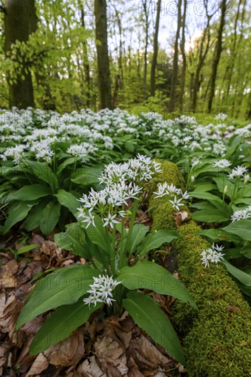 Wild garlic blossom (Allium ursinum) on the forest floor in a beech forest (Fagus sylvatica) in the