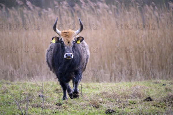 Heck cow of rebred aurochs with large horns standing on a pasture, distinctive ear tags, damme,