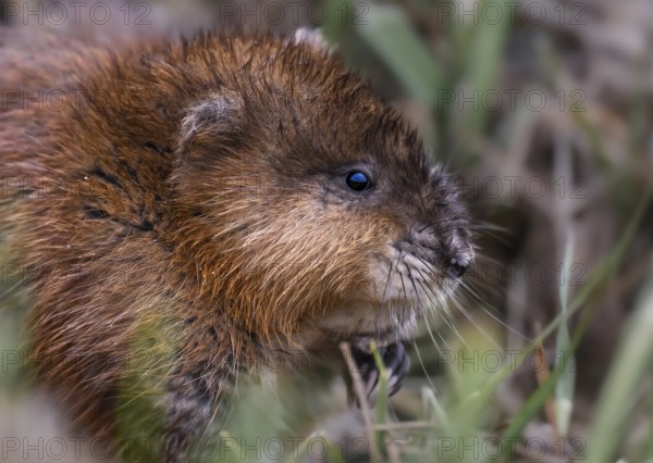 A muskrat (Ondatra zibethicus) in portrait looks attentively at its surroundings, surrounded by