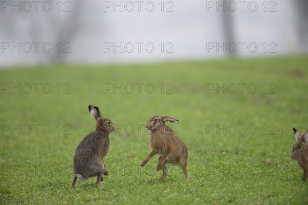 Two playing brown hares (Lepus europaeus) standing on a green meadow. Hare mating season, Dümmer