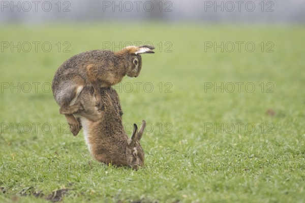 Two brown hares hares (Lepus europaeus) in a meadow in a mating ritual on green grass copula hare