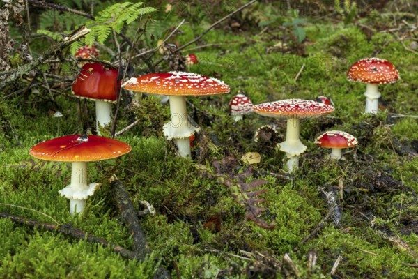 Group of fly agarics (Amanita muscaria) with red, white speckled caps in various shapes and sizes