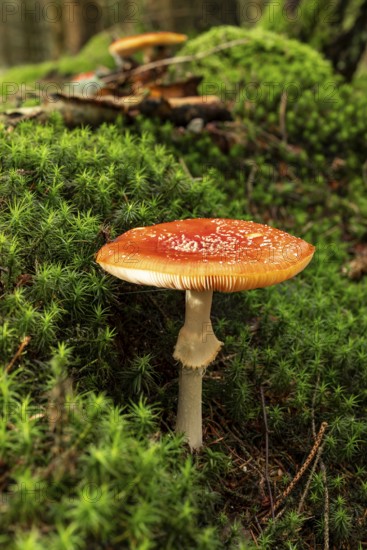 A single fly agaric (Amanita muscaria) with a red, white speckled cap on the mossy ground of a