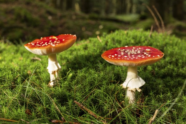 Two fly agarics (Amanita muscaria) with red, white speckled umbrella on the mossy ground of a