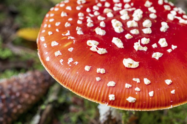 Close-up of the red, white speckled cap of a fly agaric (Amanita muscaria) on the moss-covered