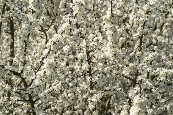 Full-format image of the branches and twigs of flowering blackthorn or blackthorn (Prunus spinosa)