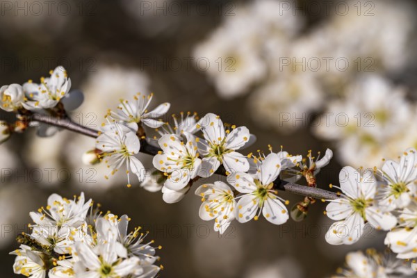 Close-up of the branches of flowering blackthorn or blackthorn (Prunus spinosa) in sunlight,
