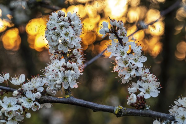 Close-up of the branches of flowering blackthorn or blackthorn (Prunus spinosa), backlight shot