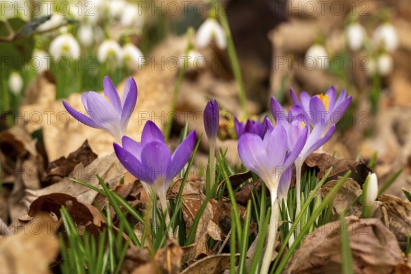 Close-up of the purple flowers of the spring crocus (Crocus vernus) between dry leaves, in the