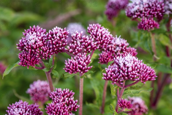 Close-up of bright purple-pink inflorescences of Hemp agrimony (Eupatorium cannabinum) in front of