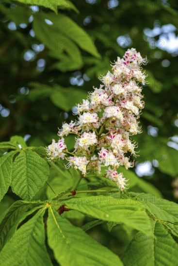Close-up of an inflorescence of the common horse chestnut (Aesculus hippocastanum) in front of