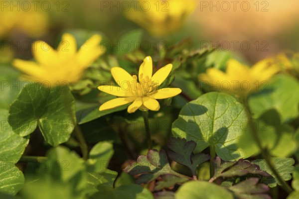 Close-up of lesser celandine (Ficaria verna) with yellow flowers in spring, Germany