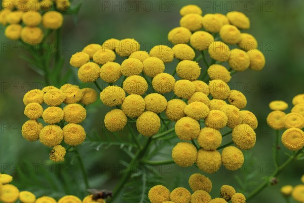 Close-up of yellow flowering tansy (Tanacetum vulgare L.) in front of blurred green foliage,