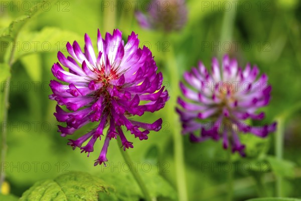 Close-up of the pink inflorescence of meadow clover or red clover (Trifolium pratense), spring,