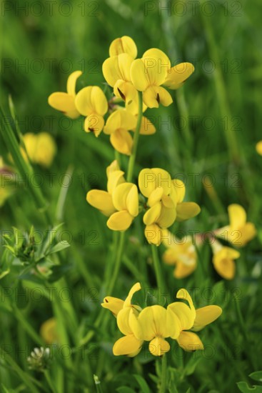 Bird's-foot Trefoil (Lotus corniculatus) with yellow flowers in front of blurred green foliage,
