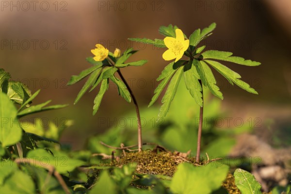 Close-up of two Yellow Anemone (Anemone ranunculoides) in the sunlight on the ground of a forest in