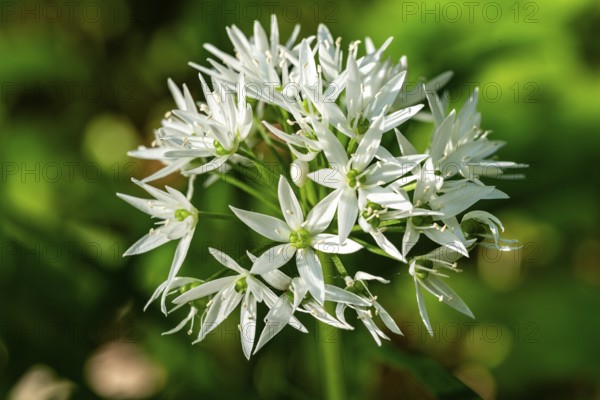 Close-up of white blooming wild garlic in front of green, blurred leaves in the forest, spring,