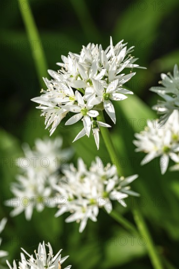 Close-up of white blooming wild garlic in front of green, blurred leaves in the forest, spring,