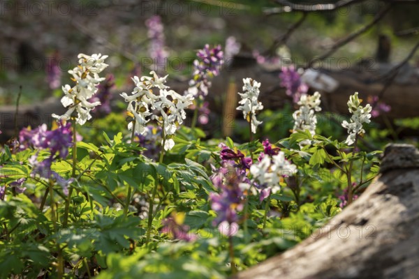 Hollow larkspur (Corydalis cava) with white and purple flowers in atmospheric light in a forest in
