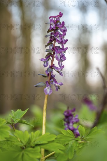 Close-up of Hollow larkspur (Corydalis cava) with purple flowers in a forest in spring, Lower