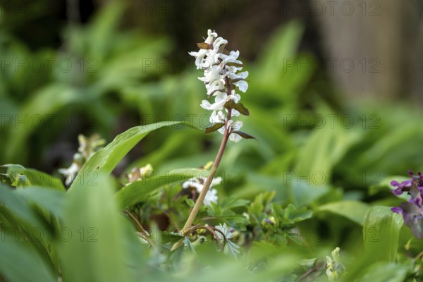 Hollow larkspur (Corydalis cava) with white flowers in atmospheric light in a forest in spring,