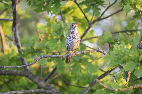 Singing bird Song Thrush (Turdus philomelos) on a branch, surrounded by fresh green leaves, Dümmer