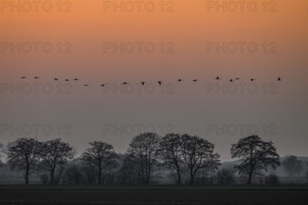 A line of cranes (Grus grus) flies over trees at dusk, Dümmer nature park Park, Lower Saxony,