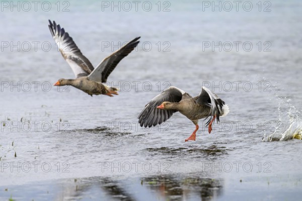 Two grey geese (Anser anser) start their flight just above the water surface, Dümmer nature park