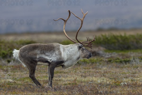 Typical posture of a reindeer bull (Rangifer tarandus) shortly in front of it makes its rutting