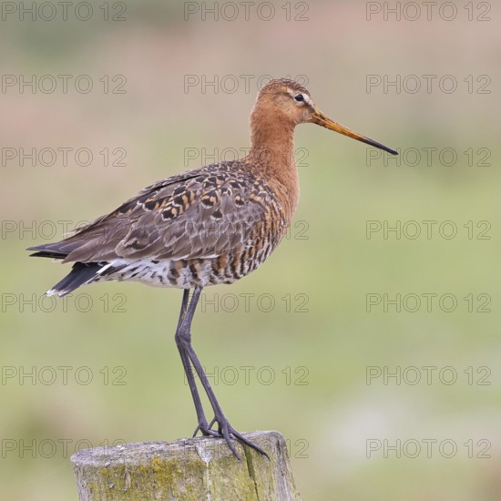 Black-tailed godwit (limosa limosa), on a perch, on a fence post, snipe birds, wildlife, nature